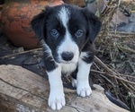 Small Photo #18 Border Collie Puppy For Sale in HARRISON, ID, USA