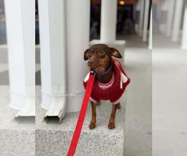 Medium Photo #4 Miniature Pinscher Puppy For Sale in Visalia, CA, USA
