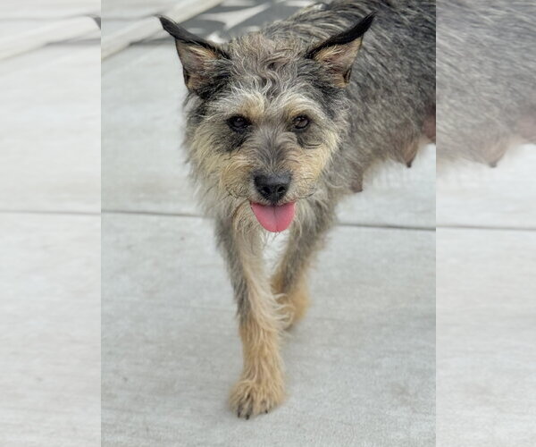 Medium Photo #2 Border Terrier-Unknown Mix Puppy For Sale in Rosenberg, TX, USA