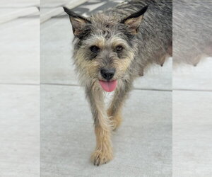 Bulma - Female Border Terrier-Unknown Mix Dog for Adoption - Photo #2