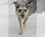 Small #1 Border Terrier Mix