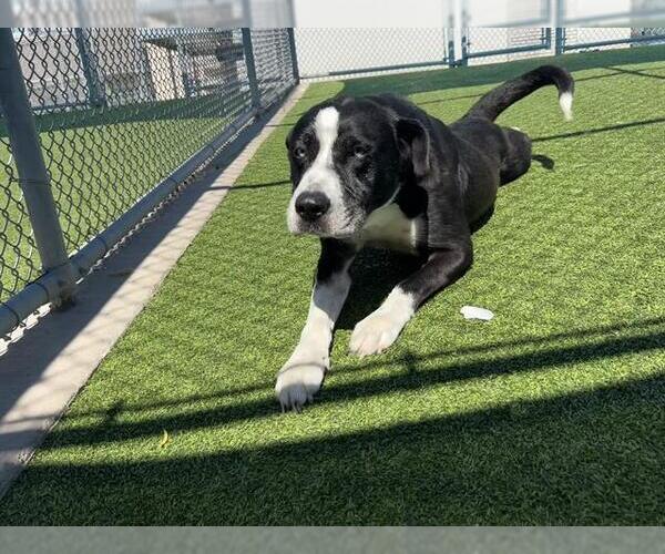 Medium Photo #2 Labrador Retriever-Siberian Husky Mix Puppy For Sale in Grand Prairie, TX, USA