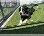 Small #1 Labrador Retriever-Siberian Husky Mix