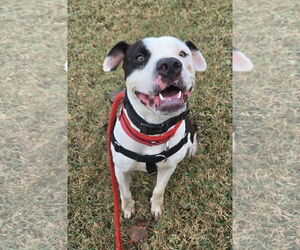 Auggie (Spot) - Male Mutt Dog for Adoption - Photo #2