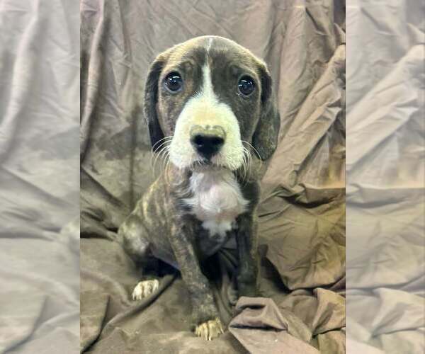 Medium Photo #1 Australian Shepherd-Boxer Mix Puppy For Sale in Aurora, IN, USA