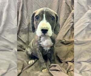 Australian Shepherd-Boxer Mix Dogs for adoption in Aurora, IN, USA
