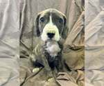 Johnson Rs : River - Male Australian Shepherd-Boxer Mix Dog for Adoption - Small photo