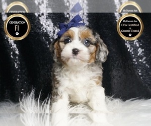 Cavapoo Litter for sale in WARSAW, IN, USA