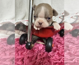 Boston Terrier Puppy for sale in FREDONIA, KS, USA