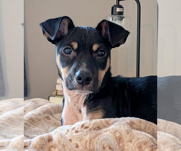 Medium Photo #8 Rat Terrier-Unknown Mix Puppy For Sale in Mount Laurel, NJ, USA
