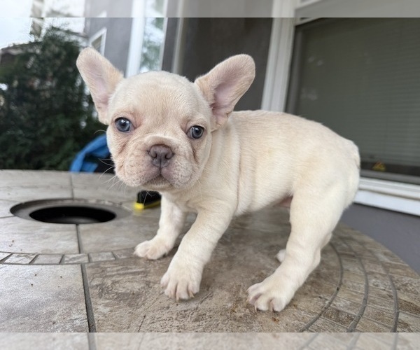 Medium Photo #3 French Bulldog Puppy For Sale in COLUMBUS, OH, USA