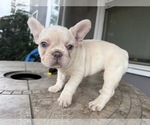 Small #2 French Bulldog