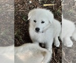 Small Photo #1 German Shepherd Dog Puppy For Sale in SPOTSYLVANIA, VA, USA