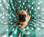 Puppy Pebble French Bulldog