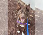 Small #1 Australian Kelpie-Huskies  Mix