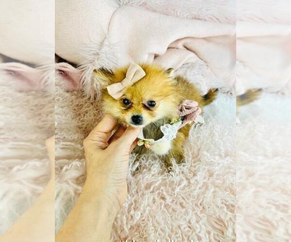 Medium Photo #8 Pomeranian Puppy For Sale in WINTER PARK, FL, USA