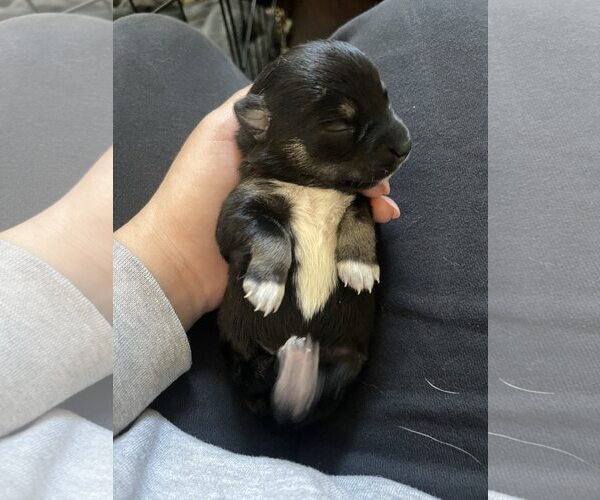 Medium Photo #2 Miniature Pinscher Puppy For Sale in Rancho Cordova, CA, USA