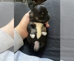 Small #1 Miniature Pinscher