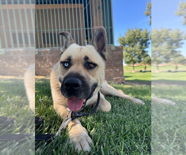 Medium Photo #16 Huskies -Unknown Mix Puppy For Sale in Lake Forest, CA, USA