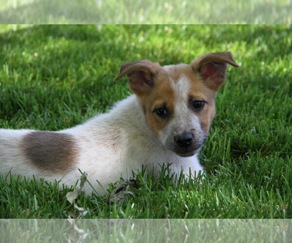 Medium Photo #4 Mutt Puppy For Sale in Sandy, UT, USA