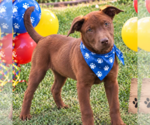 Small Photo #3 Labrador Retriever Puppy For Sale in Yardley, PA, USA