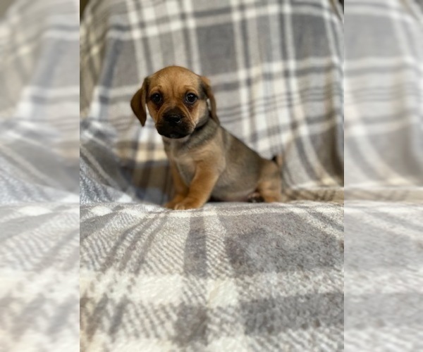 Medium Photo #3 Puggle Puppy For Sale in LAKELAND, FL, USA