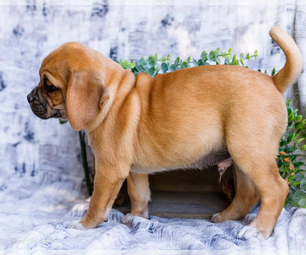 Medium Photo #2 Puggle Puppy For Sale in WAKARUSA, IN, USA