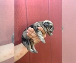 Small #6 Pug