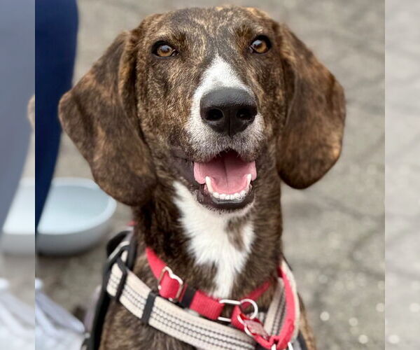 Medium Photo #9 Mutt Puppy For Sale in Canton, CT, USA