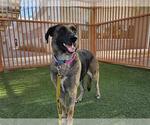 Small #1 German Shepherd Dog Mix