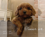 Small Photo #6 Cavapoo Puppy For Sale in LEBANON, PA, USA
