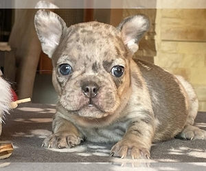 French Bulldog Puppy for sale in BOSTON, MA, USA