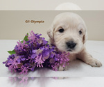 Small Photo #2 Golden Retriever Puppy For Sale in MILFORD, MI, USA