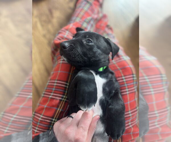 Medium Photo #4 Mutt Puppy For Sale in Imlay City, MI, USA