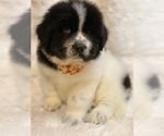 Small #2 Great Pyrenees-Newfoundland Mix