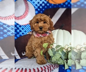 Cavapoo Puppy for sale in CHRISTIANA, PA, USA