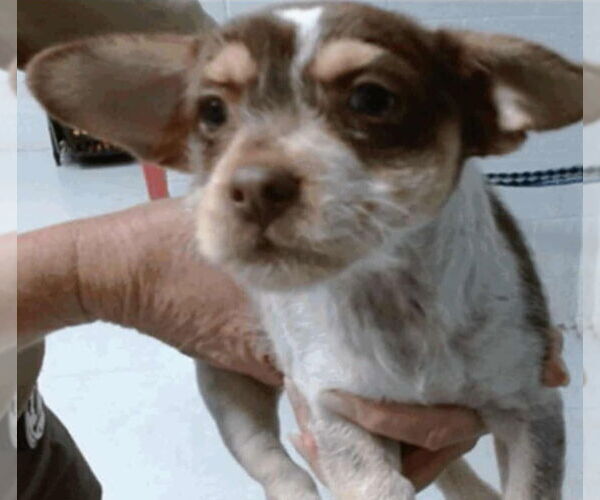 Medium Photo #2 Border Terrier-Jack Russell Terrier Mix Puppy For Sale in Princeton, MN, USA