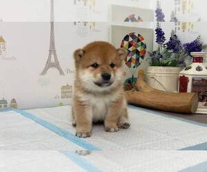 Shiba Inu Puppy for sale in NEW YORK, NY, USA