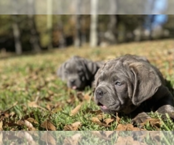 Medium Photo #8 Cane Corso Puppy For Sale in FLORENCE, MS, USA