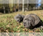 Small Photo #8 Cane Corso Puppy For Sale in FLORENCE, MS, USA