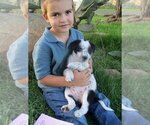 Puppy Puzzle Piece Australian Cattle Dog-Border Collie Mix