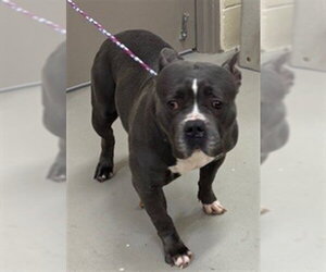 Mutt Dogs for adoption in Sanford, FL, USA