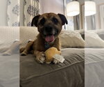 Small Photo #3 Jack Russell Terrier-Unknown Mix Puppy For Sale in Springdale, PA, USA