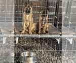Small Photo #5 Belgian Malinois Puppy For Sale in VIOLET, LA, USA