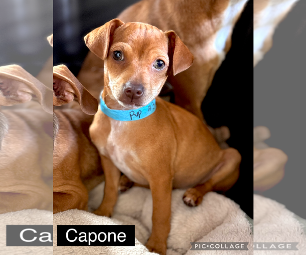 Medium Photo #1 Chiweenie Puppy For Sale in Valrico, FL, USA