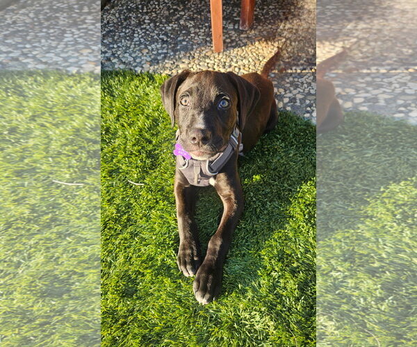 Medium Photo #9 American Pit Bull Terrier-Labrador Retriever Mix Puppy For Sale in Berkeley, CA, USA