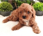 Puppy Puppy 3 Male Cavapoo