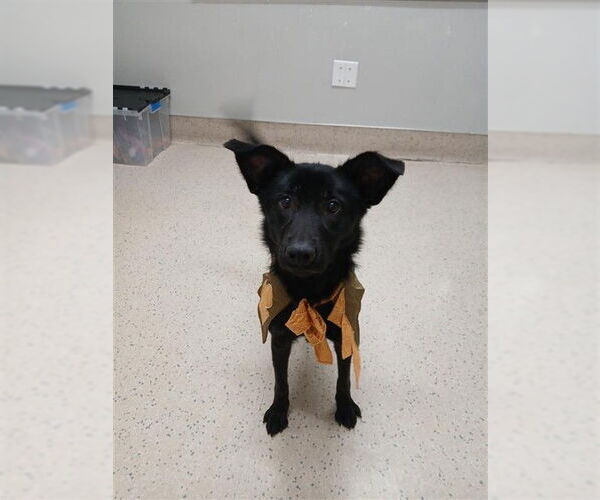 Medium Photo #1 Borador Puppy For Sale in Fairbanks, AK, USA