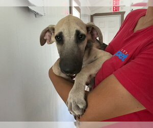 German Shepherd Dog Dogs for adoption in San Bernardino, CA, USA