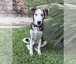 Small Photo #13 Huskies -Unknown Mix Puppy For Sale in Boonton, NJ, USA
